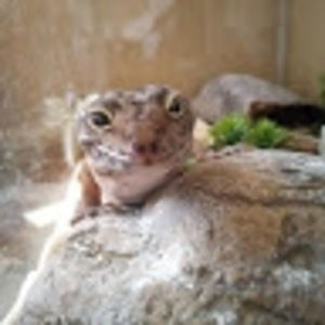 Meet your Posher, I like food uwu